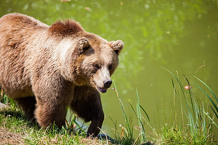 grizzly bear near body of water thumbnail