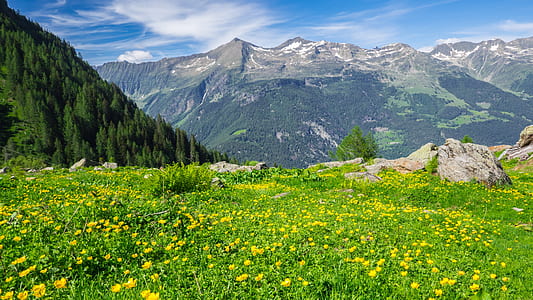 yellow flower field near mountain at daytime thumbnail