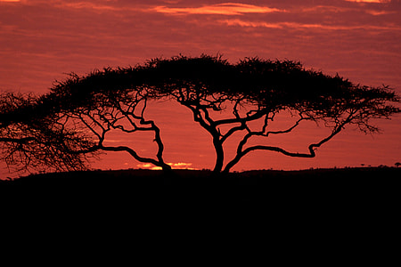 silhouette of tree during sunset thumbnail