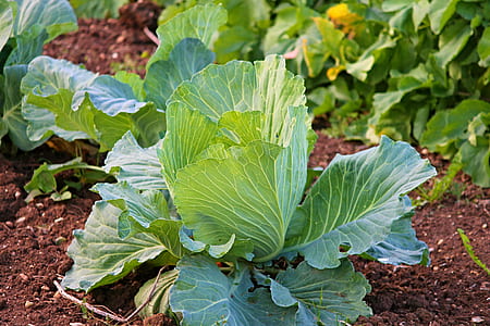 lettuce on ground thumbnail