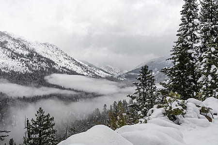 green pine trees on cliff surrounded by snow field thumbnail