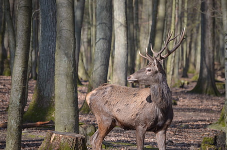 brown deer beside tree thumbnail