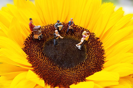 yellow sunflower thumbnail