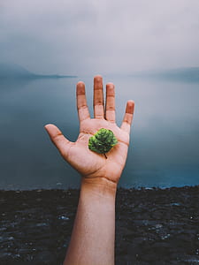 person holding green leaf thumbnail