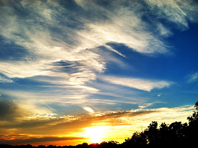 silhouette of tree during golden hours thumbnail