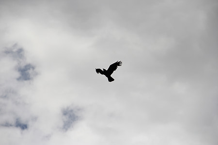 silhouette of flying bird thumbnail