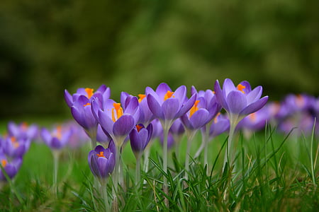purple flowers thumbnail