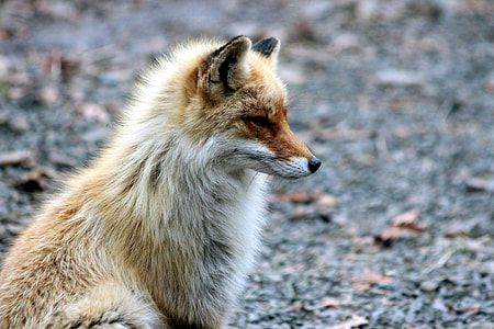 focal focus photography of white and brown fox thumbnail