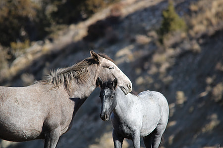 two gray horse at daytime thumbnail