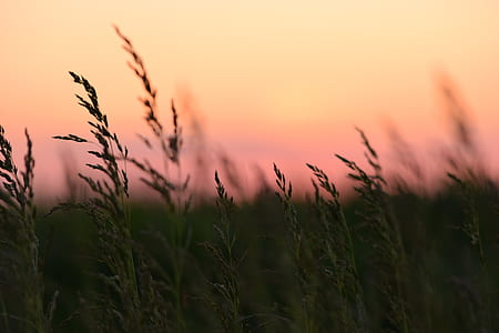 grass field photo thumbnail