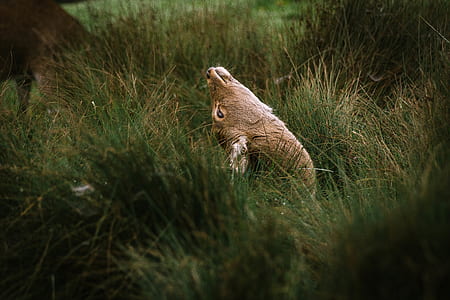 brown deer reclining on grass field thumbnail