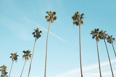 low angle photo of coconut trees under blue sky with white clouds thumbnail