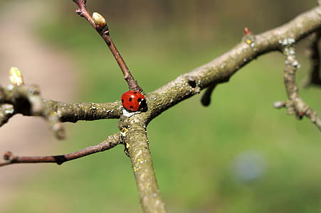 red ladybug on branch thumbnail