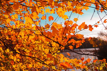 autumn leaves thumbnail