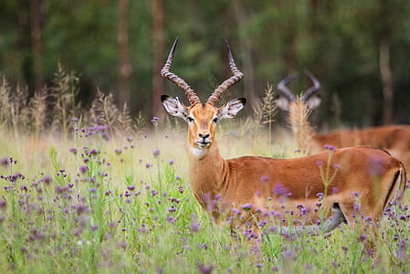 Two Brown Impala thumbnail