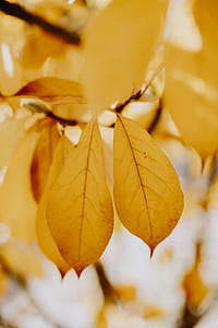 Yellow leaves of magnolia in autumn thumbnail