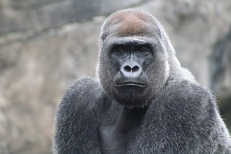 black gorilla during daytime thumbnail