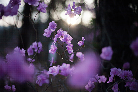 purple flowers shallow focus photography thumbnail