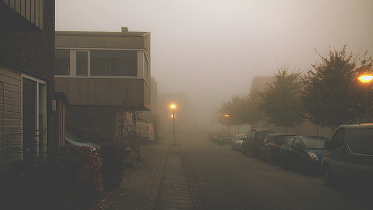 vehicles parked on roadside near tree during misty day thumbnail