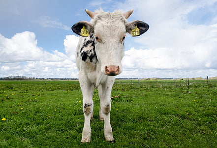 white and brown cattle standing on grass thumbnail