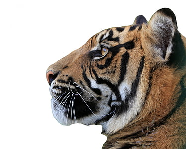 tiger photography thumbnail