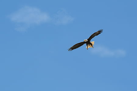 bald eagle flying under blue sky thumbnail