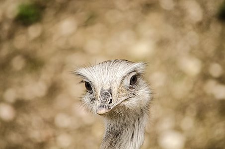 selective focus photography of bird head thumbnail