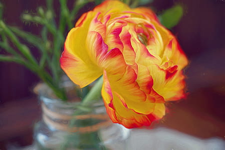 selective focus photography of white and red Ranunculus flower thumbnail