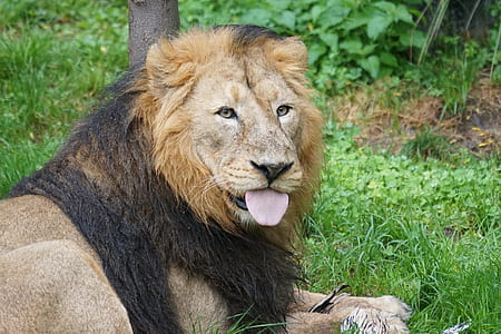 brown lion thumbnail