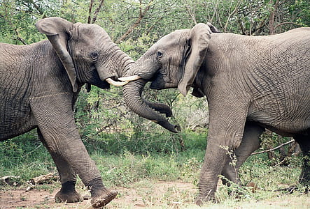 two gray elephants on ground at daytime thumbnail