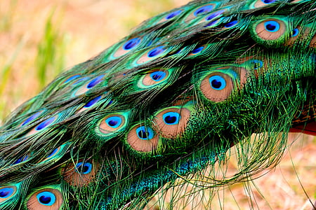green and blue peacock feather thumbnail