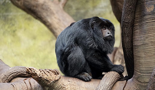 black monkey on brown wooden tree thumbnail