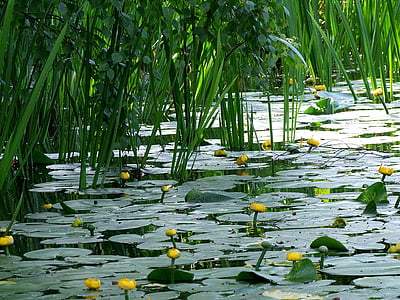 lily pads on body of water thumbnail