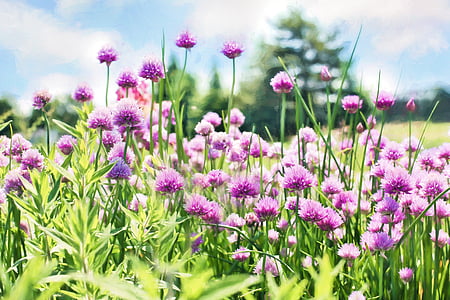 pink dahlias thumbnail
