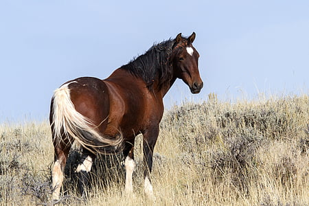 brown horse surround by grass thumbnail