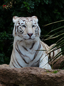 white tiger lying on stone thumbnail