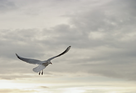 seagull flying under the clouds during daytime thumbnail