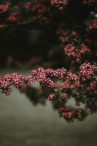 pink and white petaled flowers thumbnail