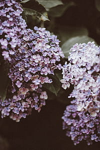 hydrangea flower thumbnail