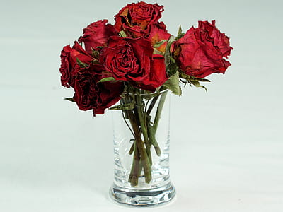 red roses inside clear glass vase thumbnail