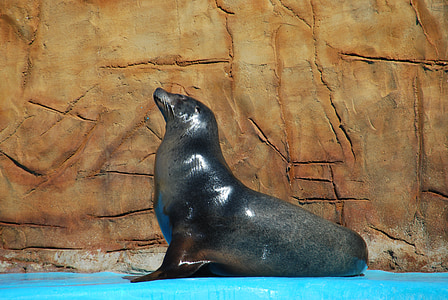 seal thumbnail