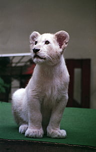 white lioness thumbnail