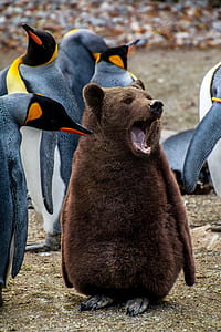 brown bear thumbnail