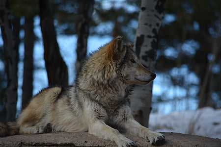 wolf lying on the ground near trees during winter thumbnail