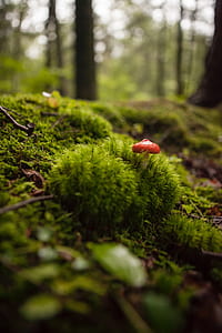 selective photography of red mushroom on grass thumbnail