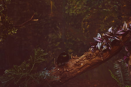 nature, bird, forest, trees thumbnail