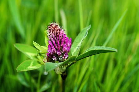 purple flower thumbnail