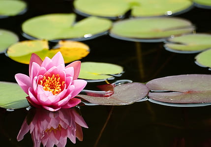 selective focus photography of pink lily flower on water thumbnail