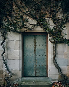 gray metal door with vine plant on entrance thumbnail