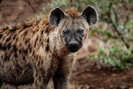 Close-up Photography of Hyena thumbnail